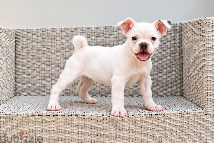 White Bully Puppy – 3 Months Old 3