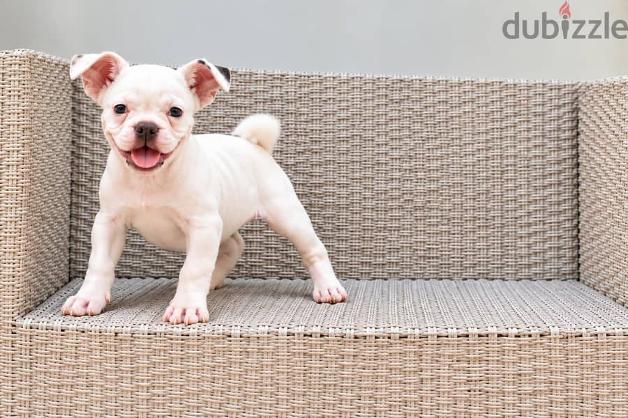 White Bully Puppy – 3 Months Old 4