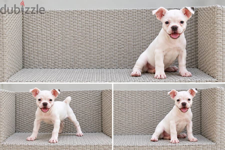 White Bully Puppy – 3 Months Old 5
