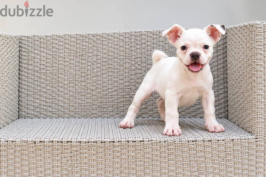 White Bully Puppy – 3 Months Old 6