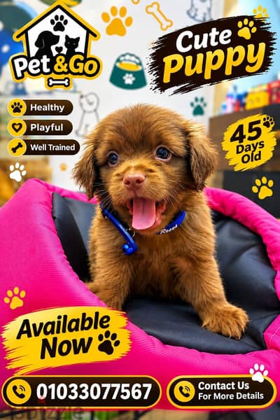 Havanese Puppy