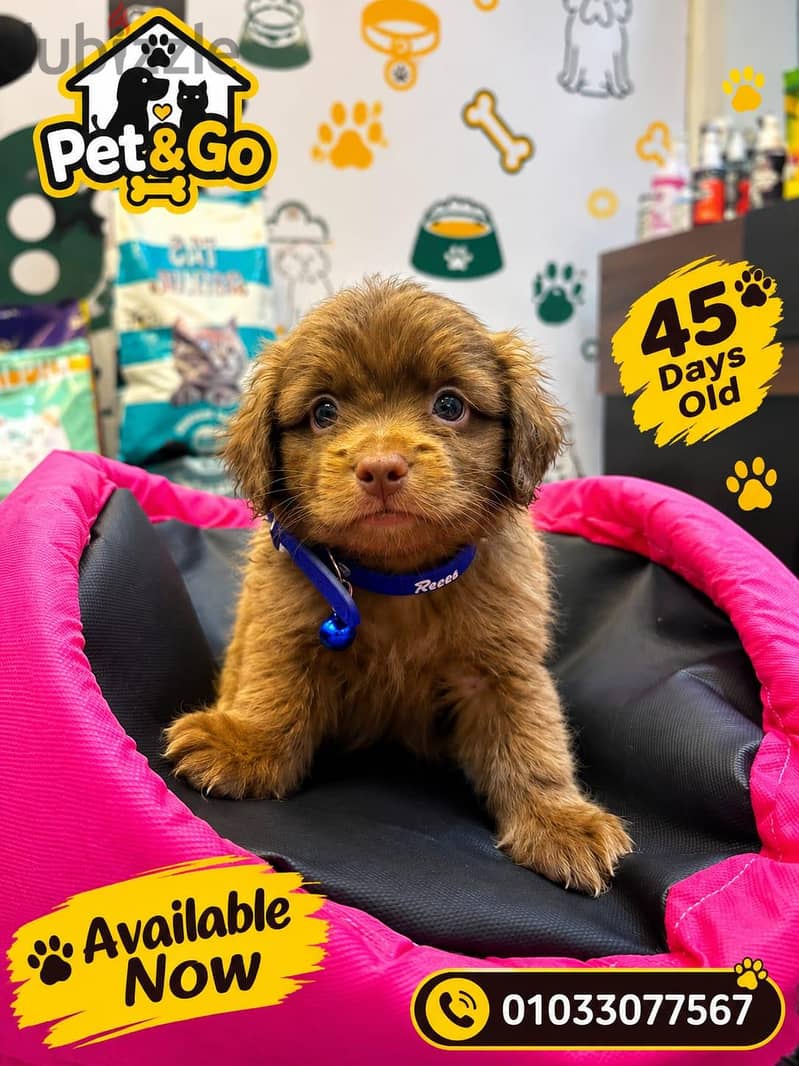 Havanese Puppy 1