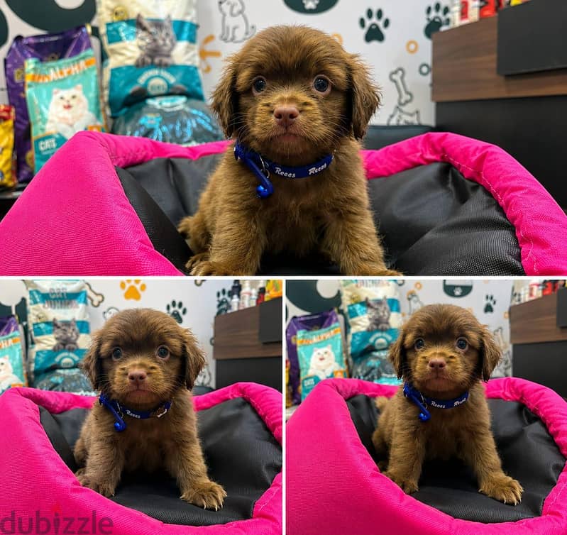 Havanese Puppy 2