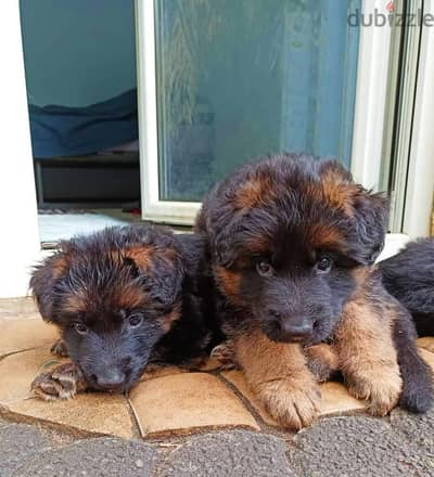 German shepherd puppies male female German جراوي جيرمن شيبرد ذكر انثي