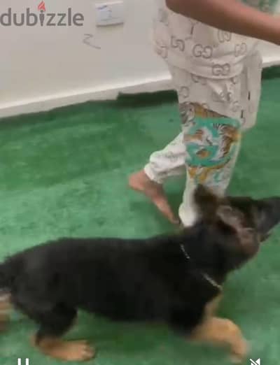دكر 3 شهور