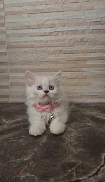 قطط راغدول سلاسة ملكي