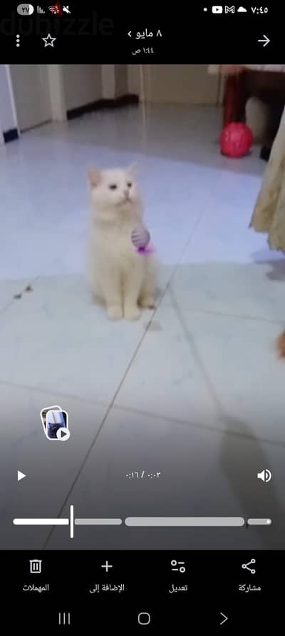 ٣ قطط للتبني في المنصورة وليست للبيع