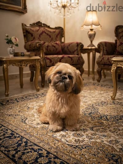 فرصه لسرعه البيع