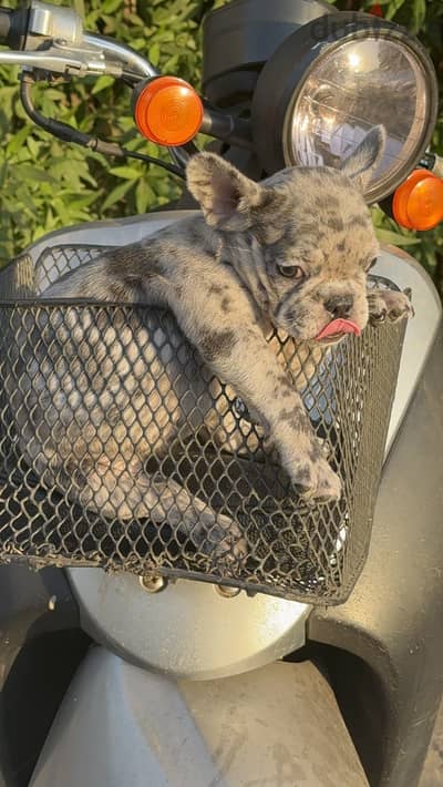 French bulldog female