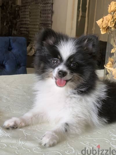 Premium Pomeranian Male  | Teddy Face | Fully Vaccinated