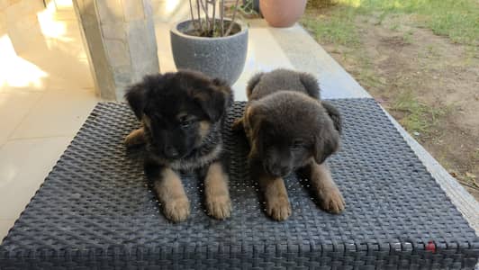 sealing german shepherd dogs