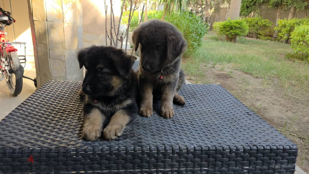 sealing german shepherd dogs 1