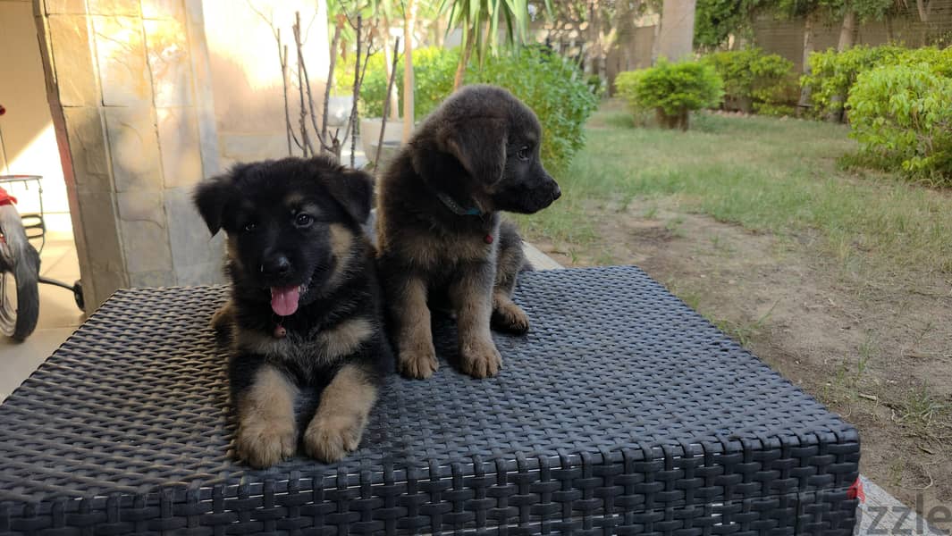 sealing german shepherd dogs 2