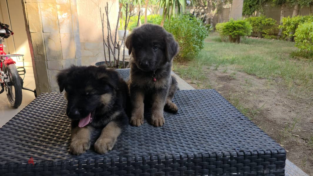 sealing german shepherd dogs 3