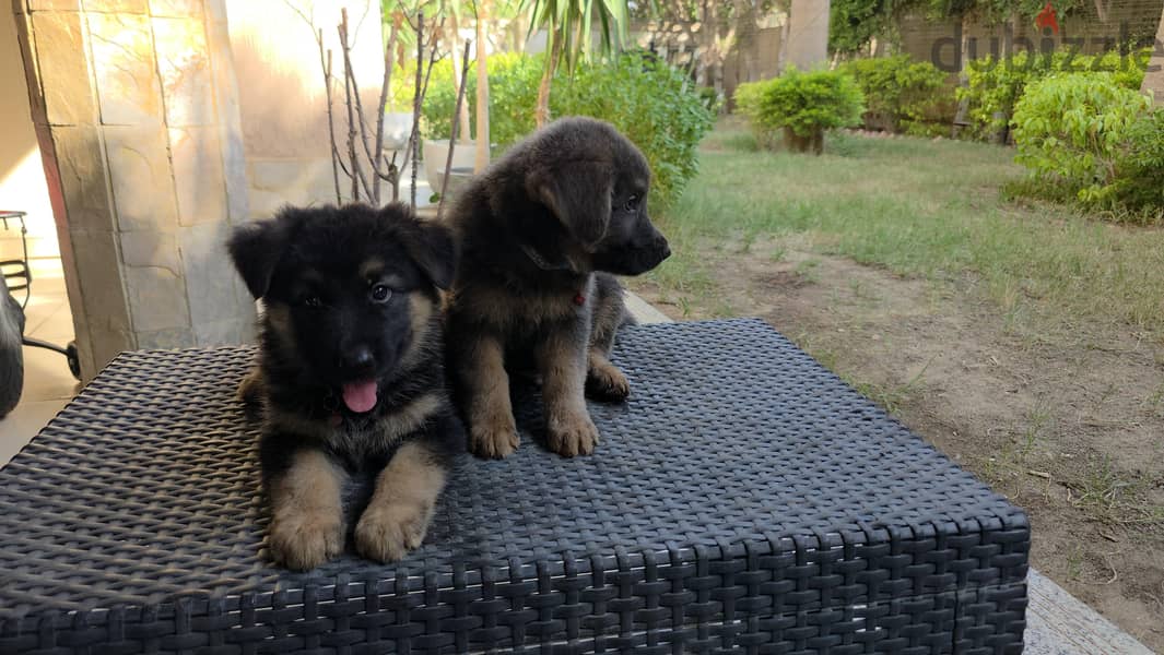 sealing german shepherd dogs 4