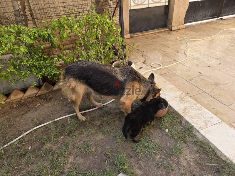 sealing german shepherd dogs 5