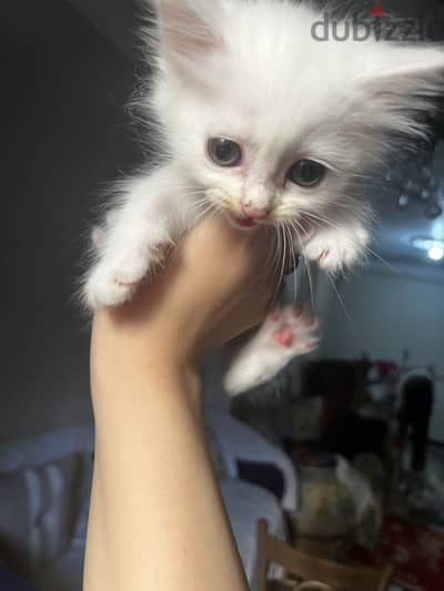 قطط بيع شيرازي