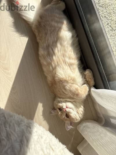 Cat for adoption