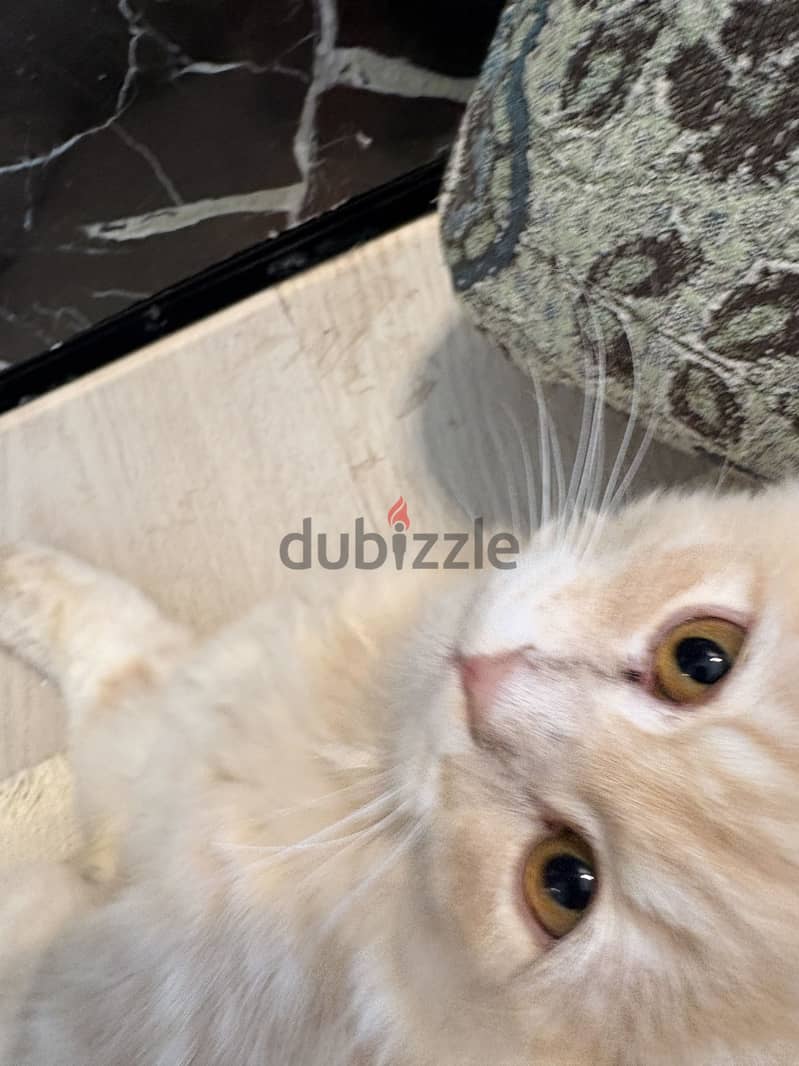 Cat for adoption 1