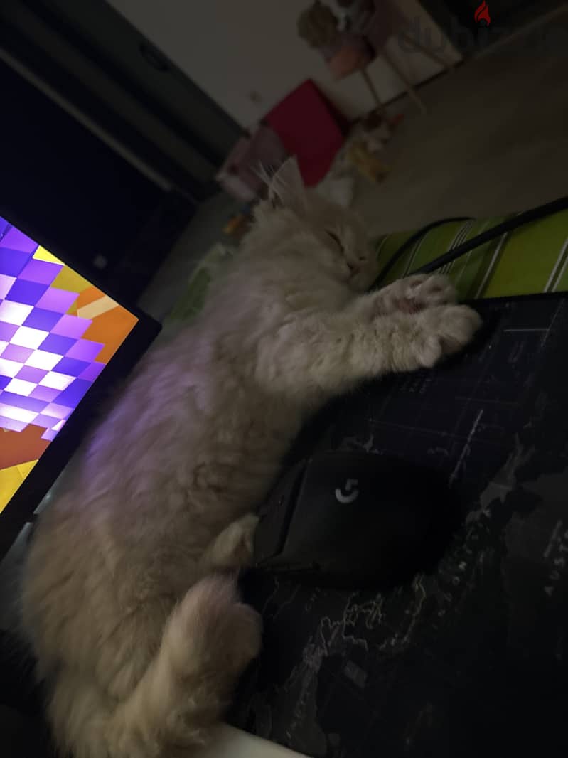 Cat for adoption 2