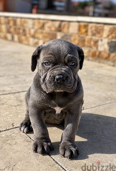 Cane corso جراوي كين كورسو