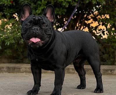 French bulldog فرنش بولدج