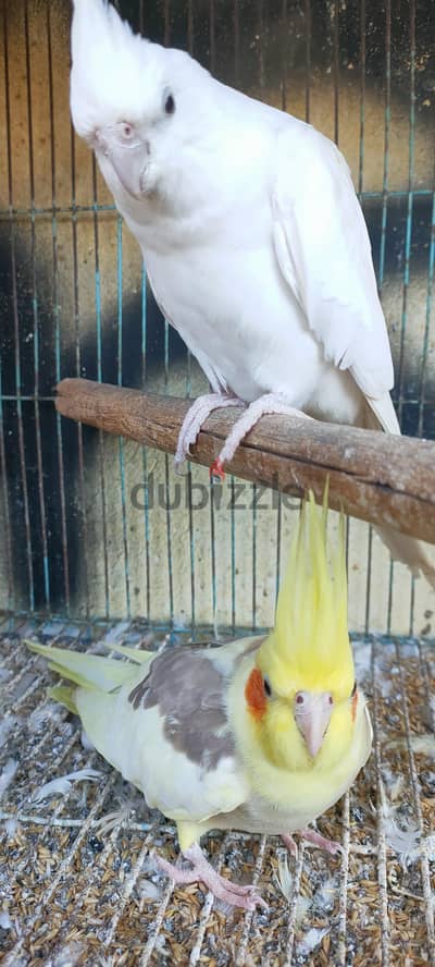 البينو و مصبع