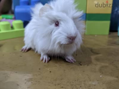 Pure Albino Long-Hair Guinea Pig – Red Eyes – Hand Tamed