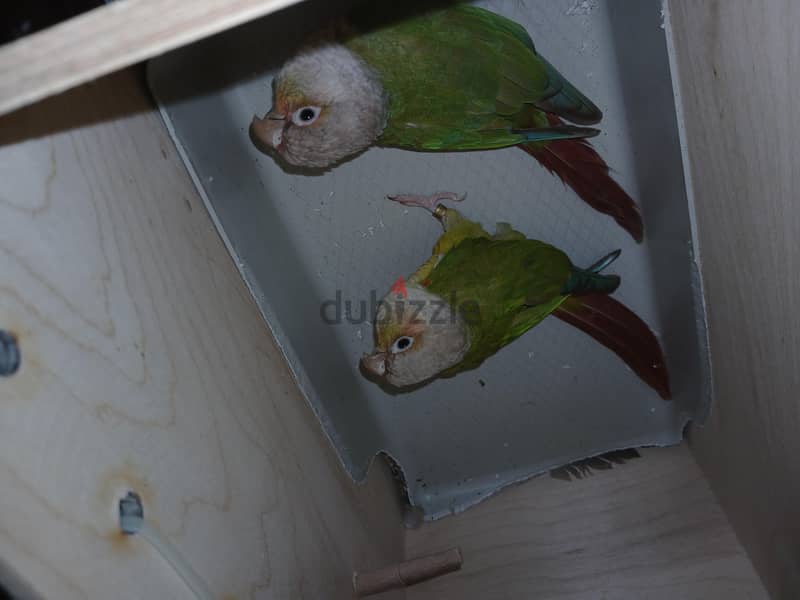 قص شغالين 2