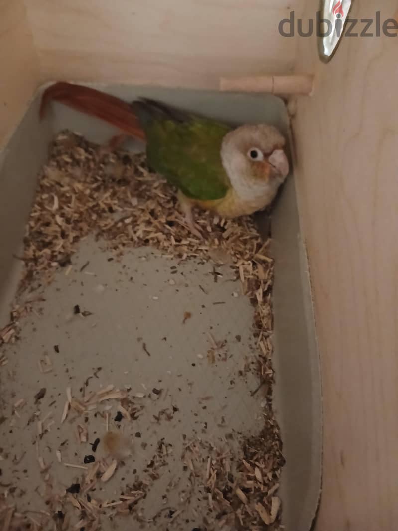 قص شغالين 12