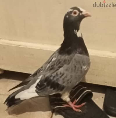 بيع ذكر حمام زاجل