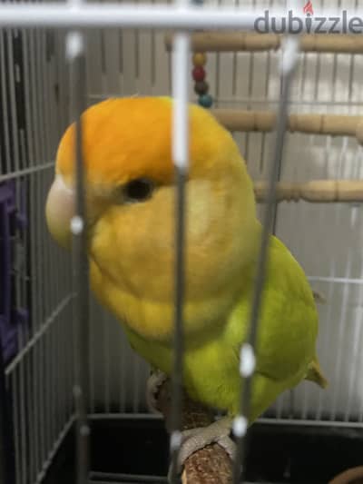 روز أوبلاين أورانج فیس (Opaline Orange-faced)
