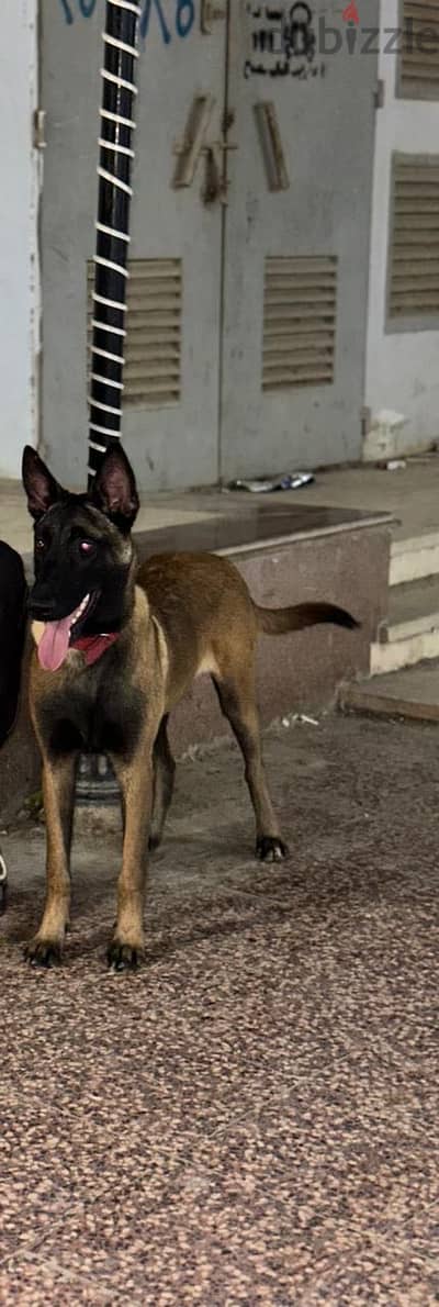 malinois dog