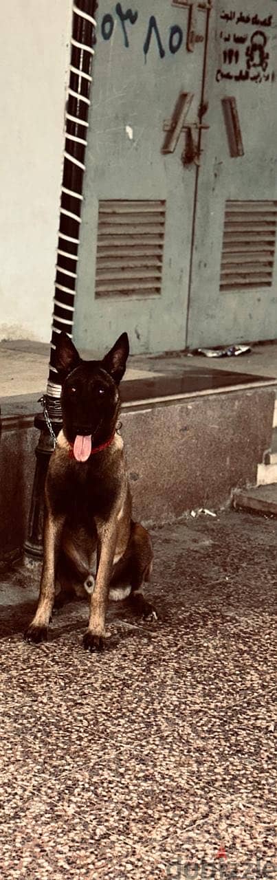 malinois dog 1