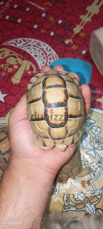 متاح سلاحف صحراوي مصري احجام مناسبة للتربية ف المنزل ومع الاطفال