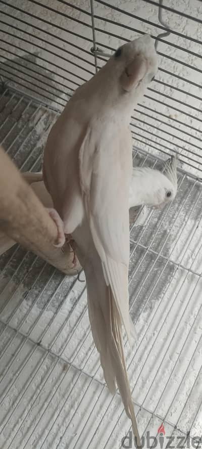 كوكتيل البينو لسرعه البيع