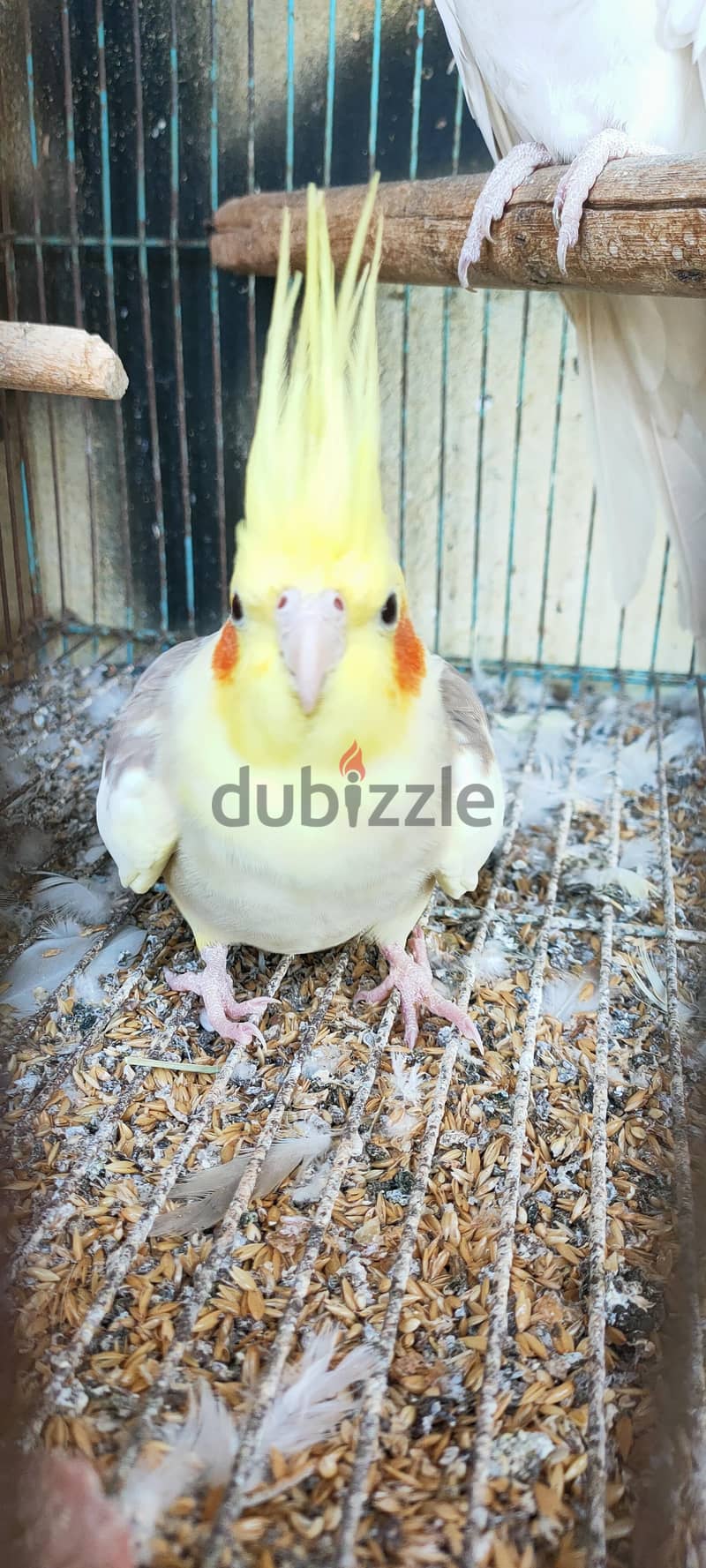 البينو و مصبع 5