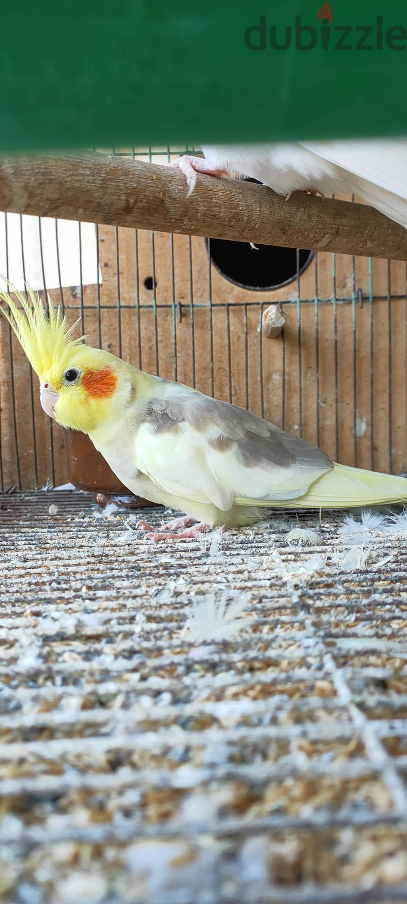 البينو و مصبع 6