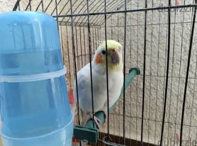 ذكر كوكتيل لاتيني  مدرب بيغني متاكل يدوي الحاله الصحه ممتازه جدا