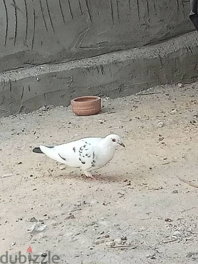 حمام للبيع