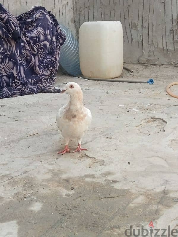 حمام للبيع 1