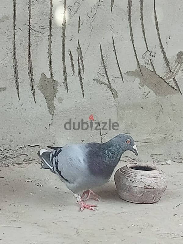 حمام للبيع 2