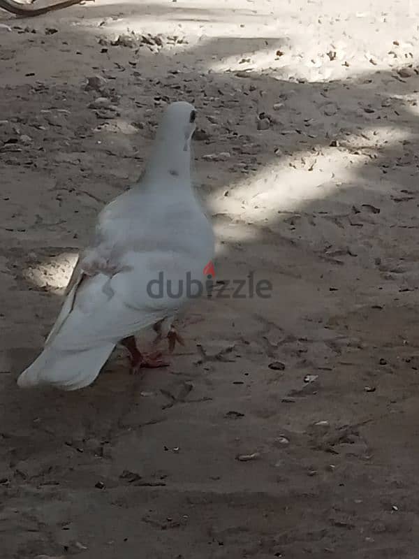 حمام للبيع 4