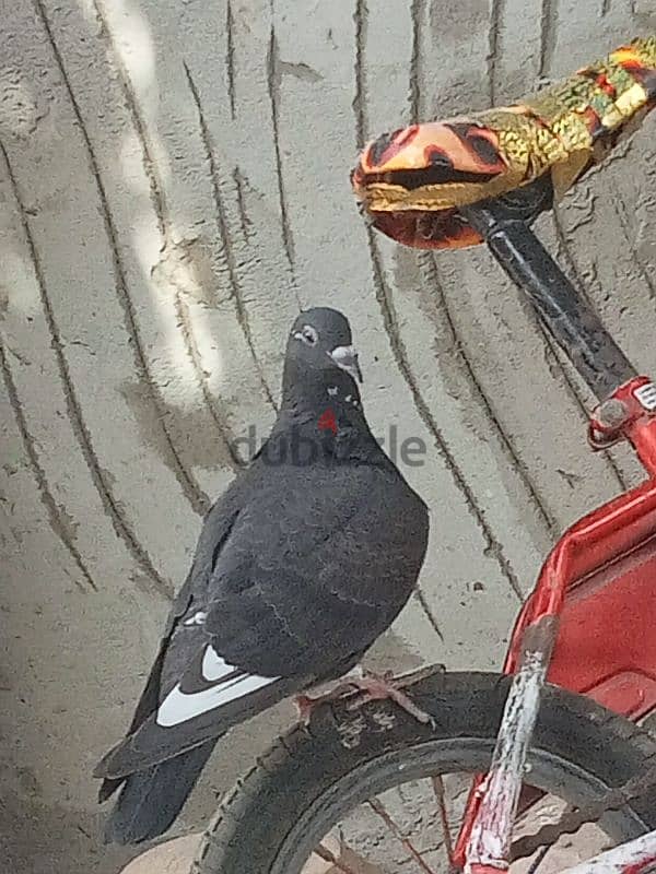 حمام للبيع 5