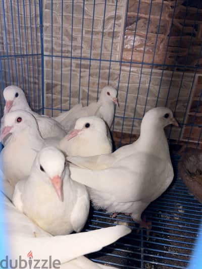 شبابات لاحم