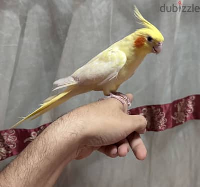 نتايه لاتيني بريل اليفه