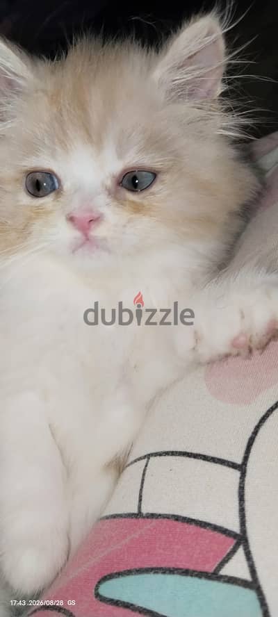 قط شيرازي بيور