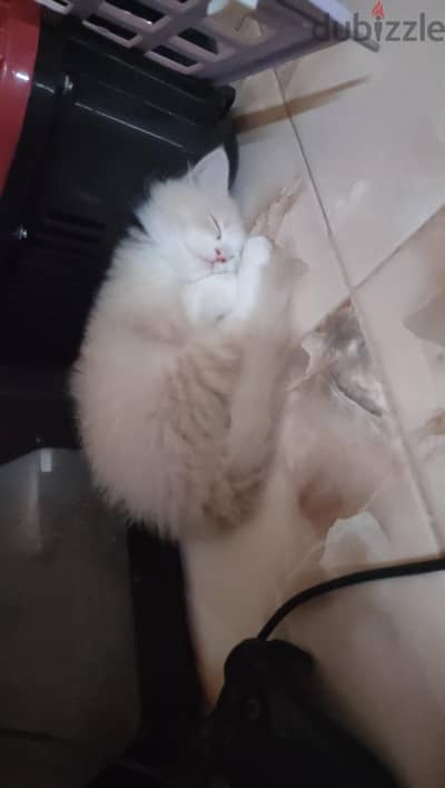 قطه شيرازي بنت