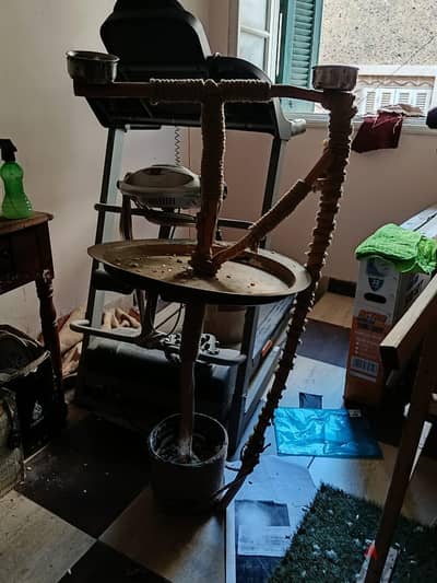 استندانات زنجباري مكاو كوكاتو