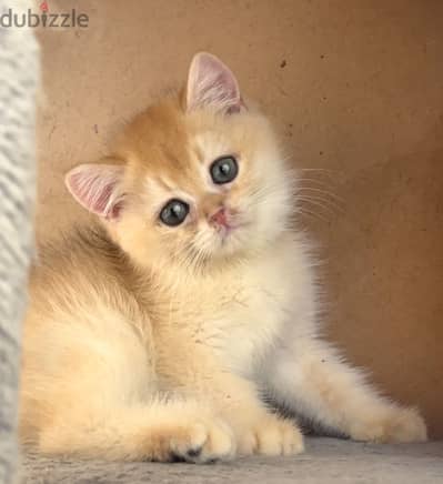 Elite British ny12 shorthair male